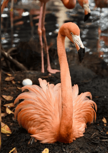 Aviario Nacional de Colombia en barú